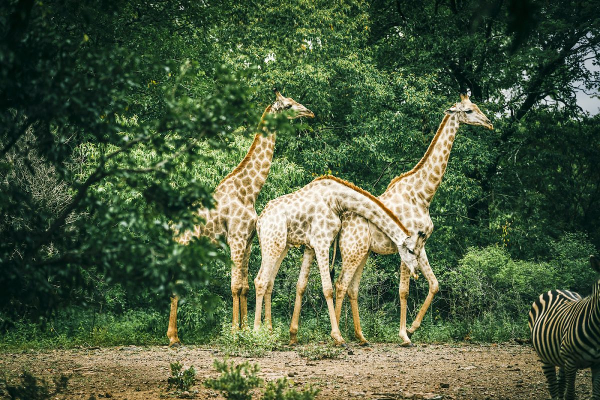 Kolonialer Charme: Im Royal Livingstone Resort Zambia bei den legendären Victoria Fällen