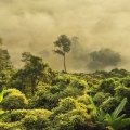 Der Amazonas brennt: Das steckt wirklich dahinter